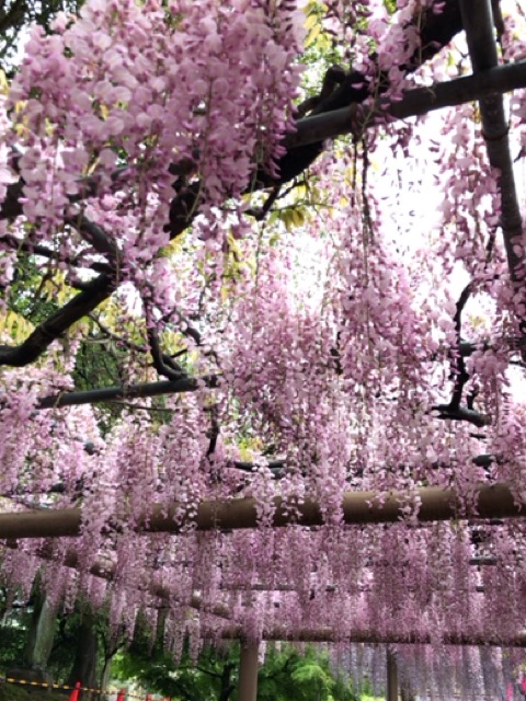 f:id:satonoyukiko:20190502080118j:plain