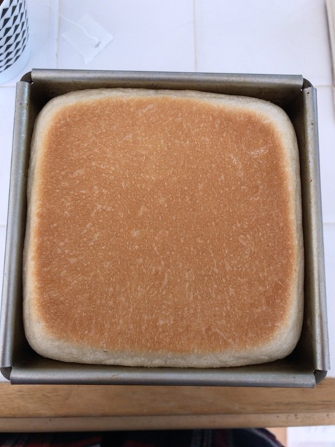 f:id:satonoyukiko:20210408065244j:plain