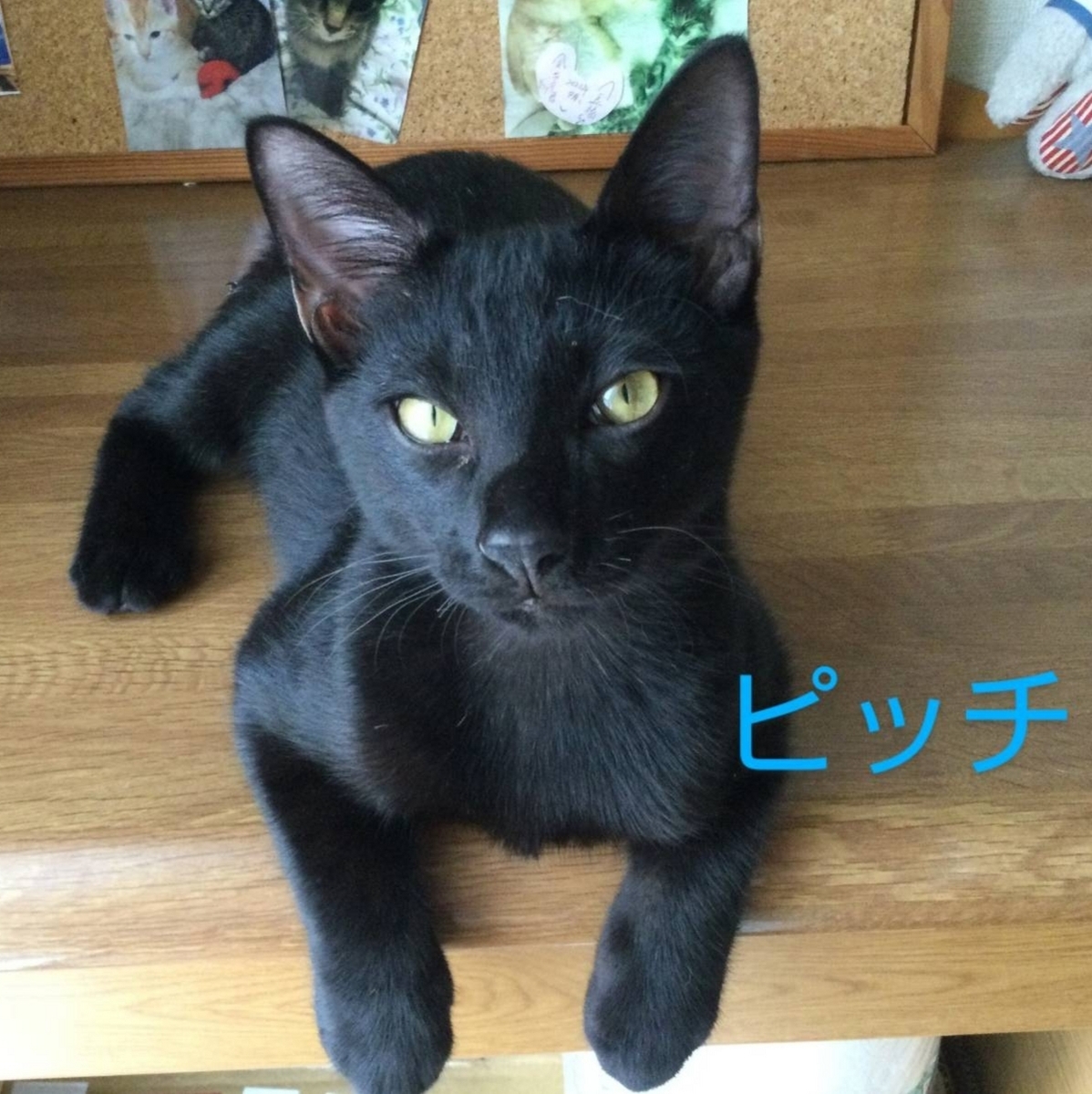 ⭐︎睦月ページ⭐︎のびねこ⑥ Various shops☆ - メルカリShops