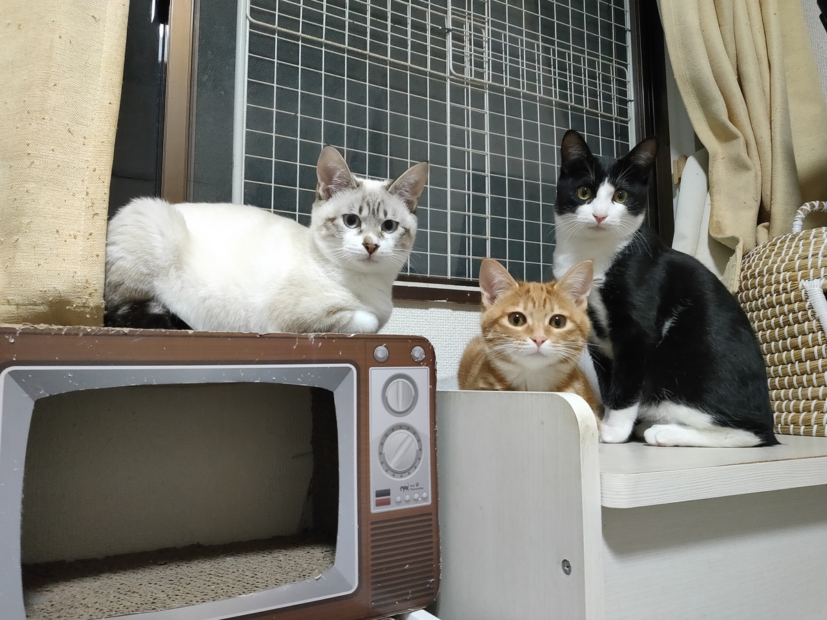 ハチワレ、シャムmix、チャメショ三兄妹 1月21日日曜日忠岡町