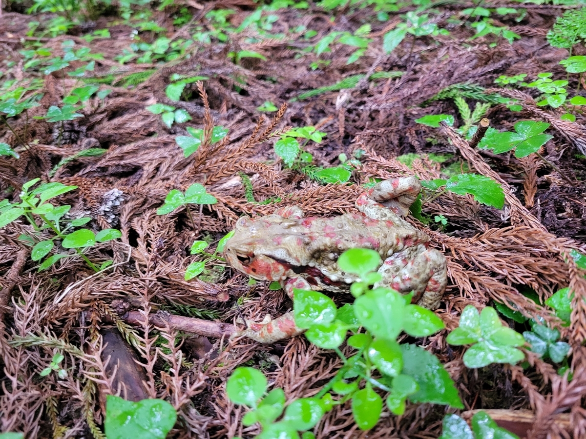 稲村ヶ岳