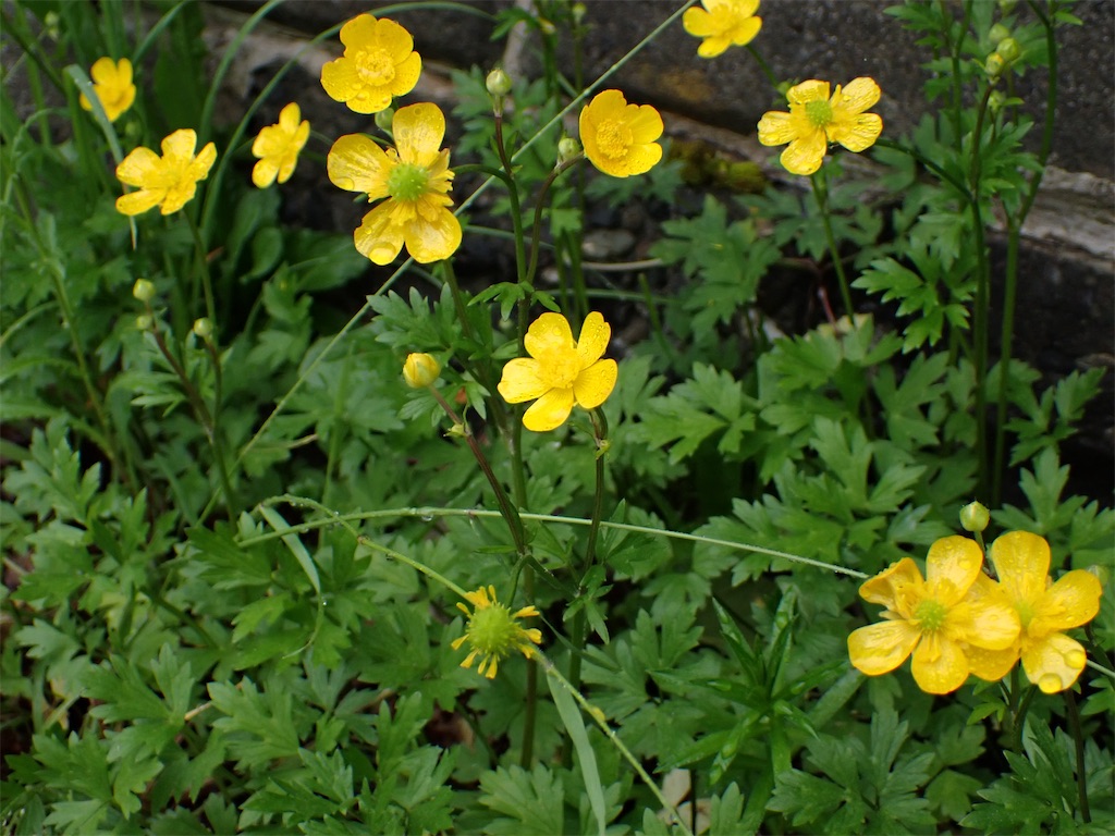 f:id:satopstuffyahoocojp:20240121211207j:image f:id:satopstuffyahoocojp:20240121211207j:image