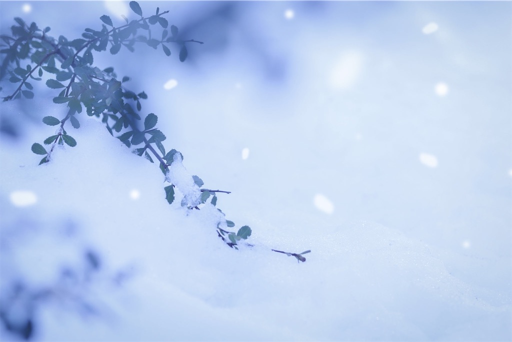 f:id:satorinosyufu:20190205210005j:image f:id:satorinosyufu:20190205210005j:image