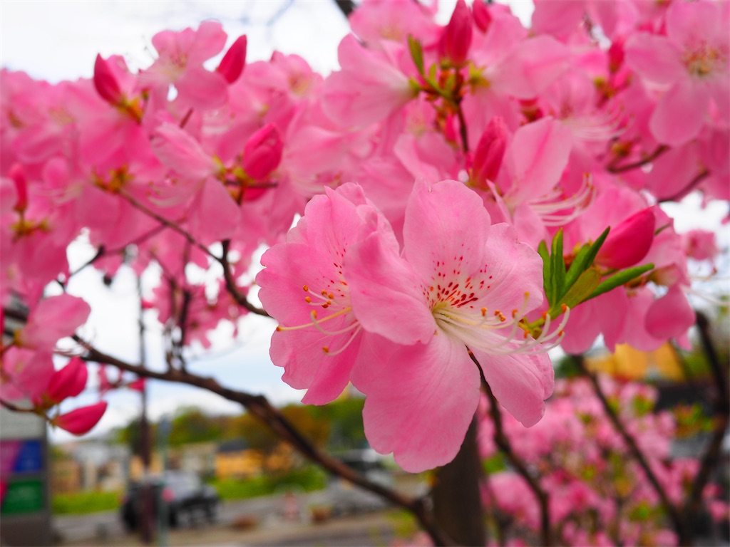 f:id:satoru-_-0613:20210524202943j:image f:id:satoru-_-0613:20210524202943j:image