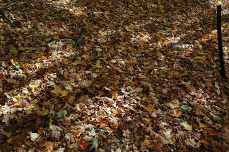 f:id:satoru739:20101009150433j:image f:id:satoru739:20101009150433j:image
