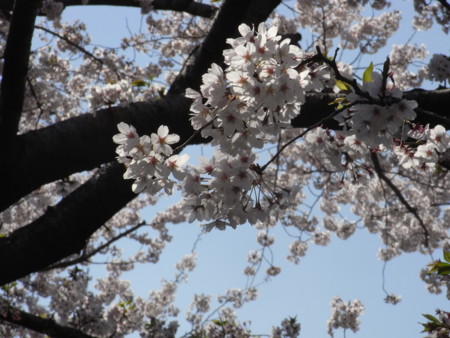 f:id:satoru_net:20090407132925j:image