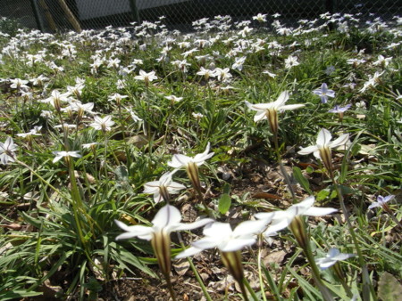 f:id:satoru_net:20090407133033j:image