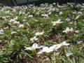20090407133033