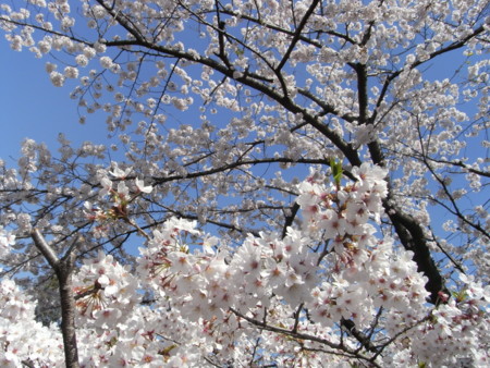 f:id:satoru_net:20090407133543j:image