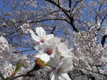 f:id:satoru_net:20090407133554j:image
