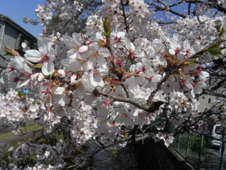 f:id:satoru_net:20090407133603j:image
