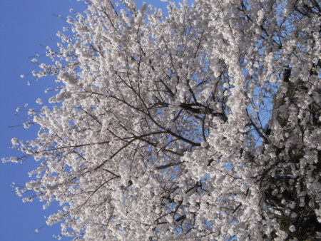 f:id:satoru_net:20090407134316j:image