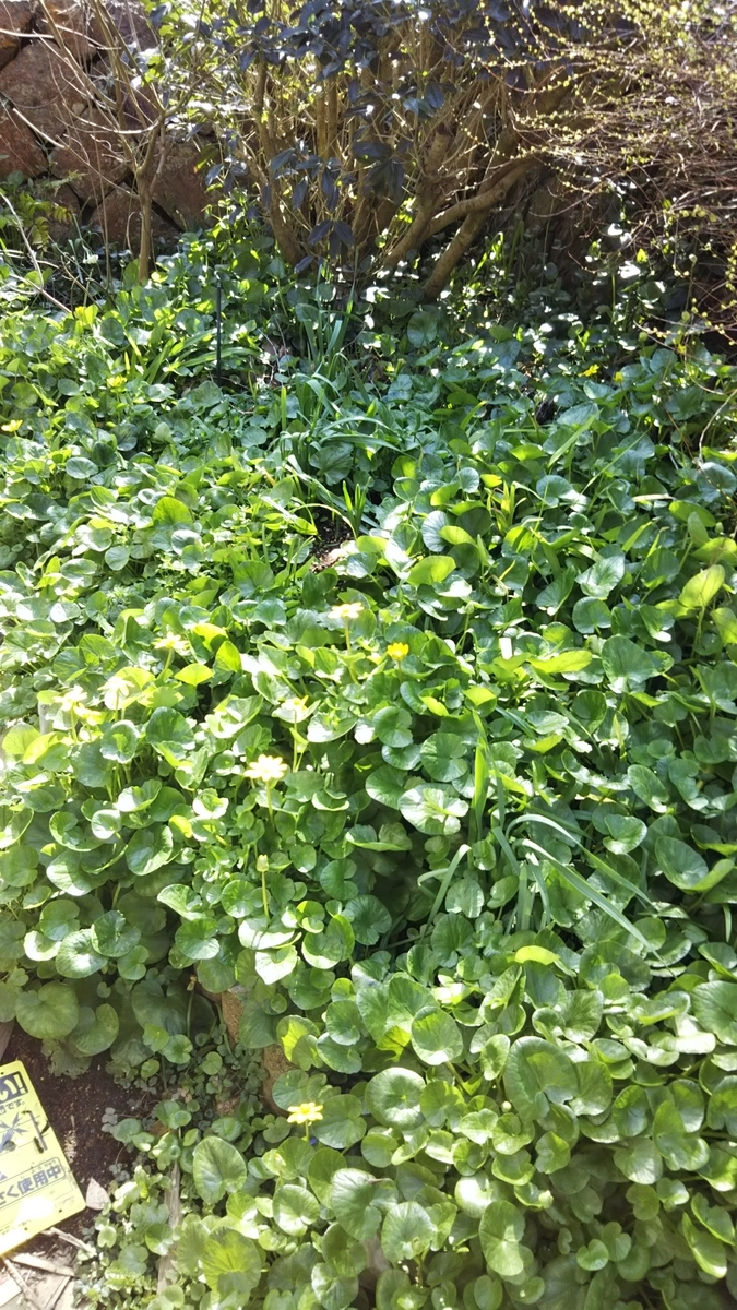 植えない方が良い植物 植えてはいけない植物 気まぐれな日々 植えない方が良い植物 植えてはいけない植物 気まぐれな日々