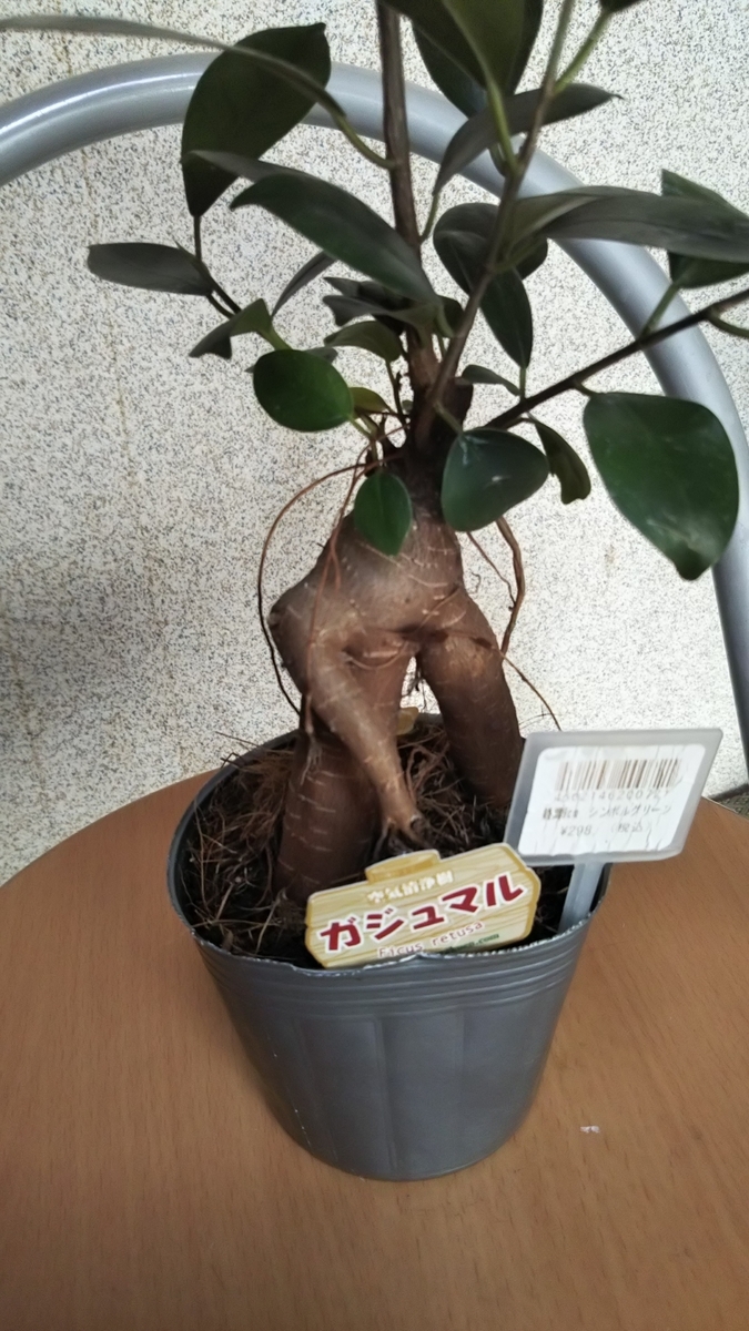 ガジュマル 精霊が宿る木 気まぐれな日々