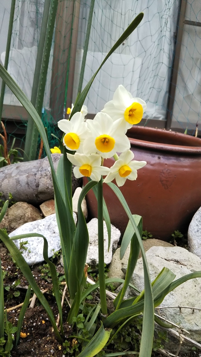 意外と多い毒のある植物達 プライベートガーデン