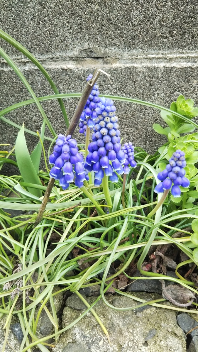 ムスカリ ブドウみたいな花 Satorulifebeetのブログ ムスカリ ブドウみたいな花 Satorulifebeetのブログ