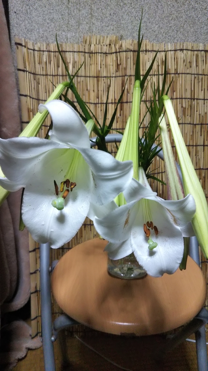 タカサゴユリ 切り花 総理大臣にダメージ Satorulifebeetのブログ