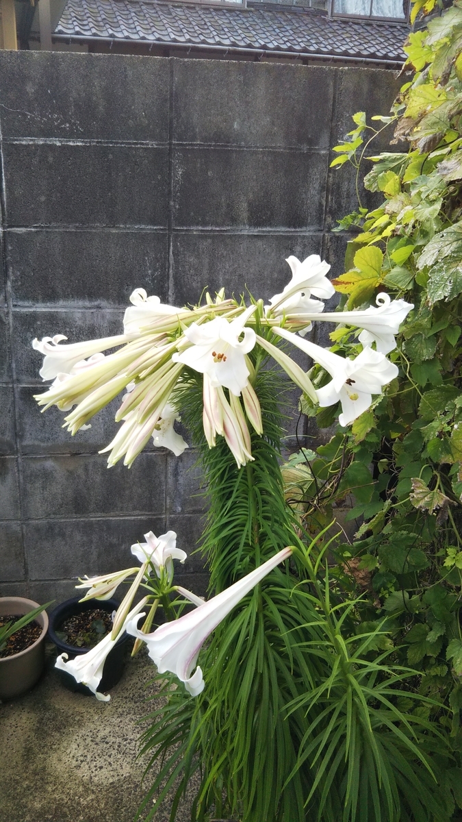 夏の花 Satorulifebeetのブログ