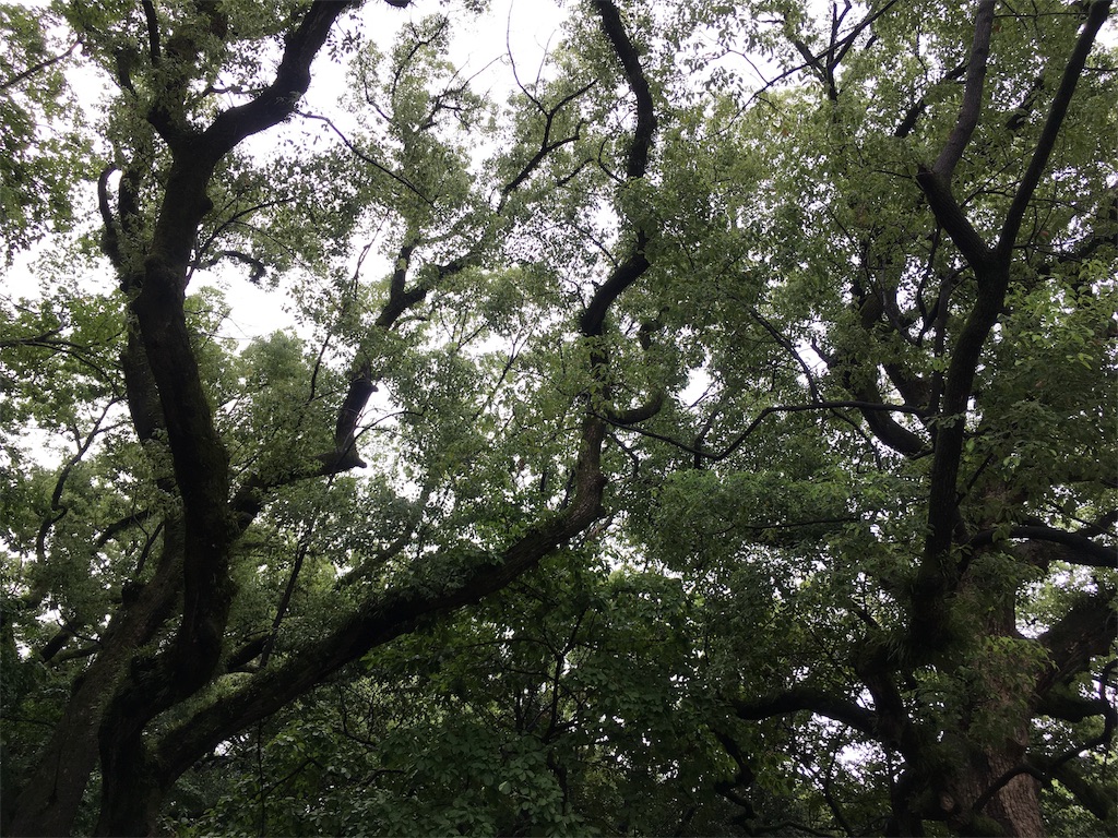 f:id:satoruriko:20180901155153j:image f:id:satoruriko:20180901155153j:image
