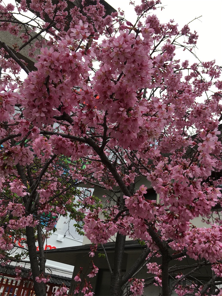 f:id:satoruriko:20190304143934j:image f:id:satoruriko:20190304143934j:image
