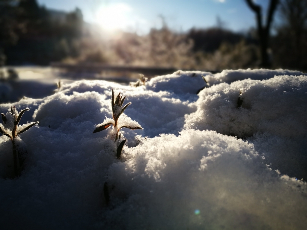 f:id:satoryoki:20180129195836j:plain