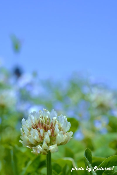 f:id:satosee:20160506203008j:plain f:id:satosee:20160506203008j:plain