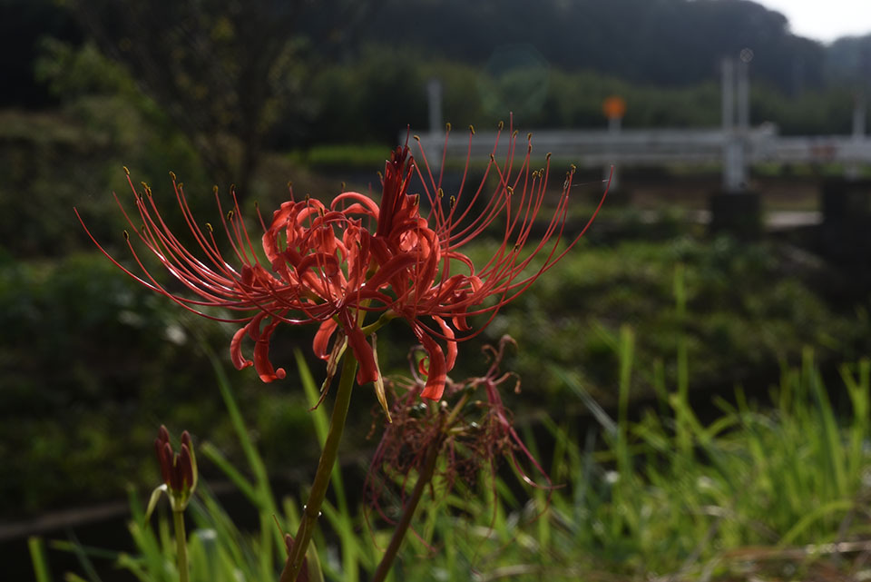 彼岸花 彼岸花の撮影時にカメラマンに1つだけ気を付けてほしいこと 彼岸花 名所 彼岸花 季節 Satosee Link 建機 重機専門カメラマン