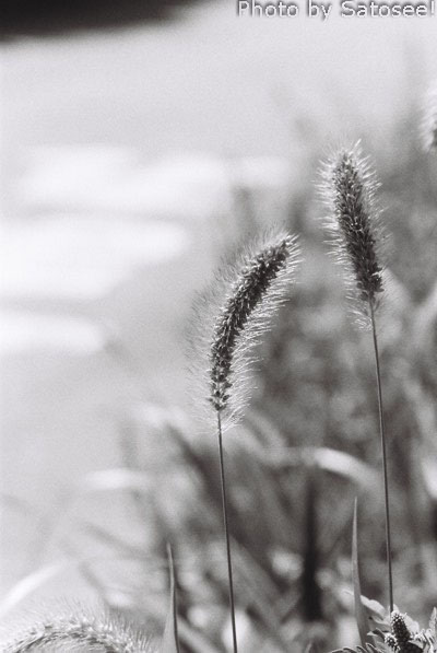 f:id:satosee:20170820002936j:plain f:id:satosee:20170820002936j:plain