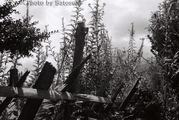 f:id:satosee:20170820003204j:plain f:id:satosee:20170820003204j:plain