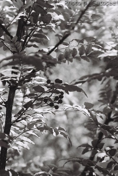 f:id:satosee:20170820003600j:plain f:id:satosee:20170820003600j:plain