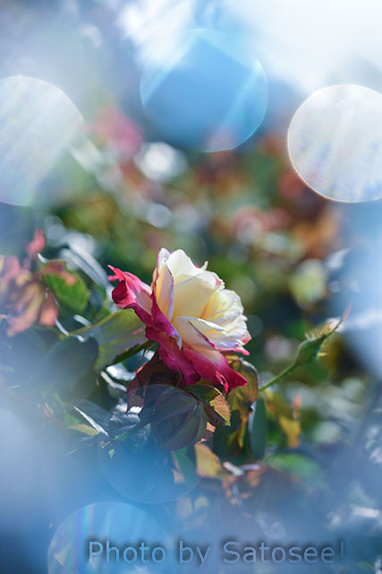 f:id:satosee:20171004224658j:plain f:id:satosee:20171004224658j:plain