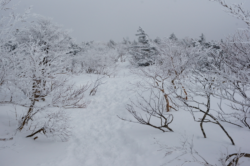 f:id:satoshi211:20190210114748j:plain