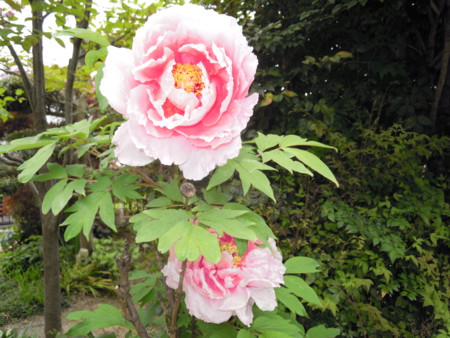 f:id:satoshi65:20140428102851j:image