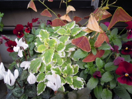 f:id:satoshi65:20151212104849j:image f:id:satoshi65:20151212104849j:image