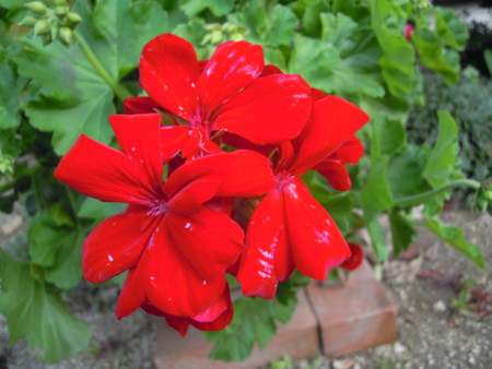 f:id:satoshi65:20151212105107j:image f:id:satoshi65:20151212105107j:image
