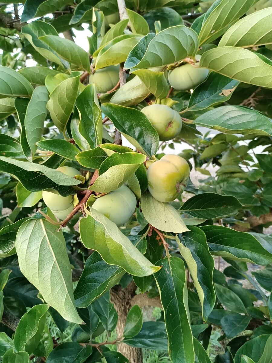 柿の木 - satoshi65's blog