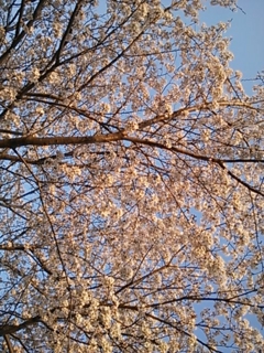 f:id:satoshi93t:20140409220110j:image