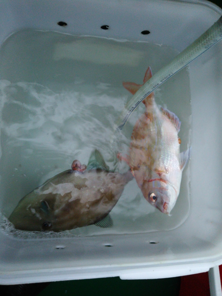 f:id:satoshi_cs12:20151010164012j:plain