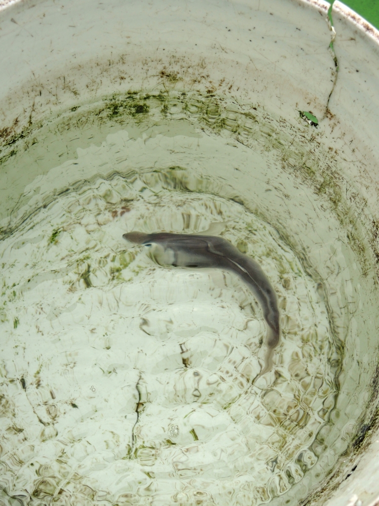 f:id:satoshi_cs12:20160305133843j:plain