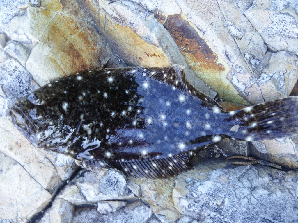 f:id:satoshi_cs12:20161015135345j:plain f:id:satoshi_cs12:20161015135345j:plain