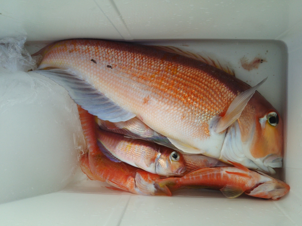 f:id:satoshi_cs12:20170107123330j:plain f:id:satoshi_cs12:20170107123330j:plain