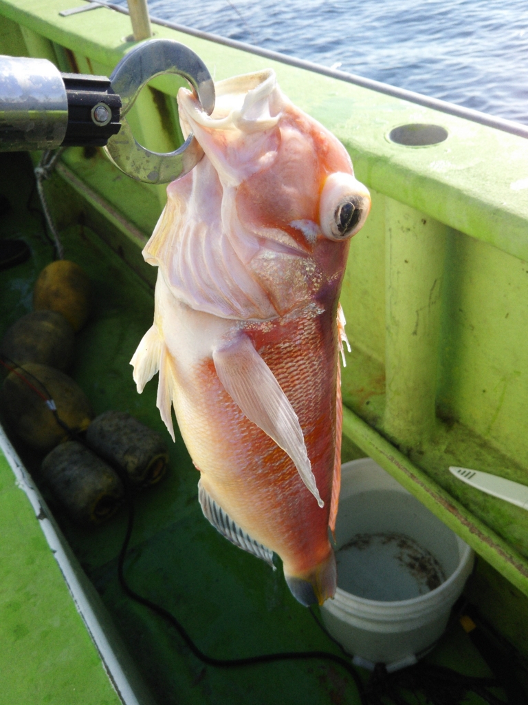 f:id:satoshi_cs12:20170107134620j:plain f:id:satoshi_cs12:20170107134620j:plain