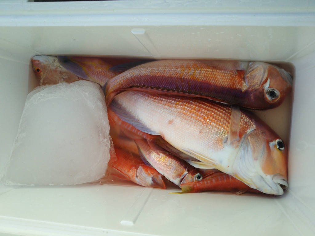 f:id:satoshi_cs12:20170107142634j:plain f:id:satoshi_cs12:20170107142634j:plain