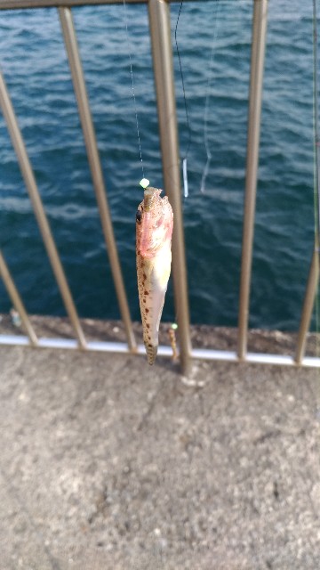 f:id:satoshi_cs12:20190101144722j:image