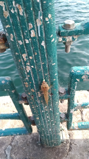 f:id:satoshi_cs12:20190101144801j:image