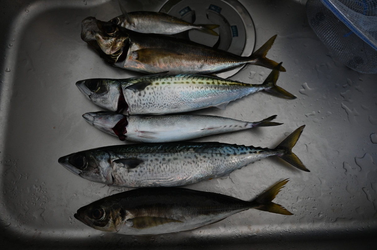 f:id:satoshi_cs12:20190803153648j:plain f:id:satoshi_cs12:20190803153648j:plain