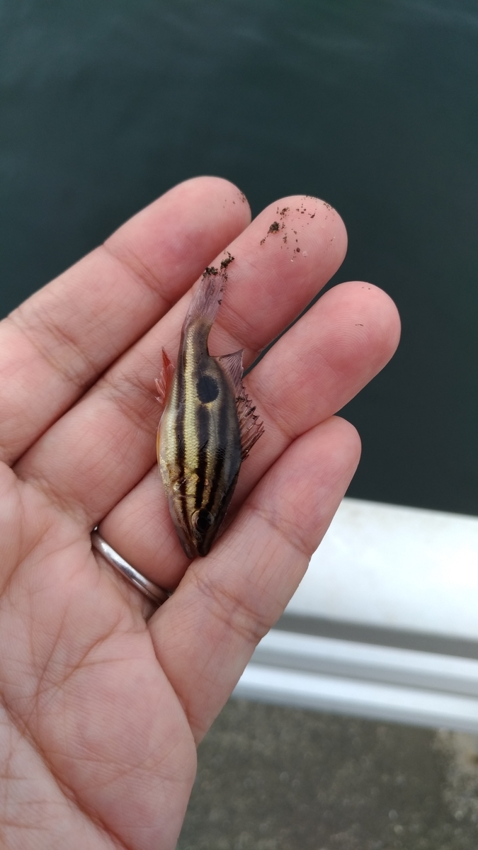 f:id:satoshi_cs12:20190912152407j:plain f:id:satoshi_cs12:20190912152407j:plain