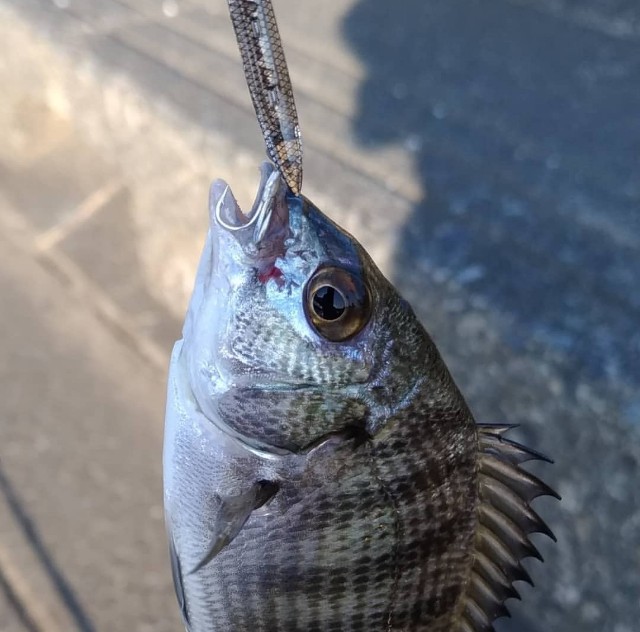 f:id:satoshi_cs12:20191003230101j:image f:id:satoshi_cs12:20191003230101j:image