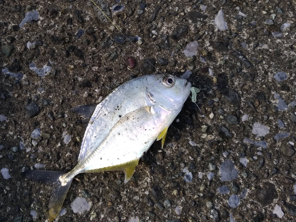 f:id:satoshi_cs12:20191029223250j:plain f:id:satoshi_cs12:20191029223250j:plain