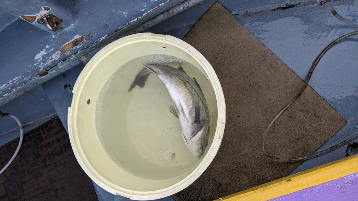 f:id:satoshi_cs12:20210104074057j:plain